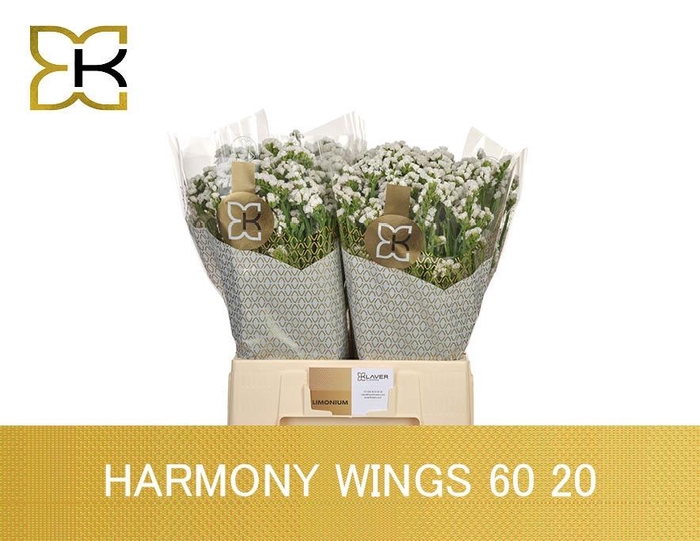 <h4>LIM S HARMONY WINGS</h4>