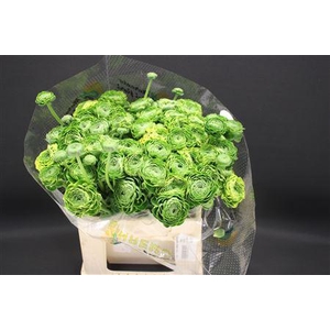 Cl Pon-pon Peter Pan566