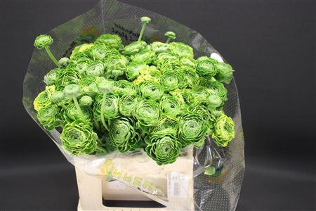 <h4>Cl Pon-pon Peter Pan566</h4>