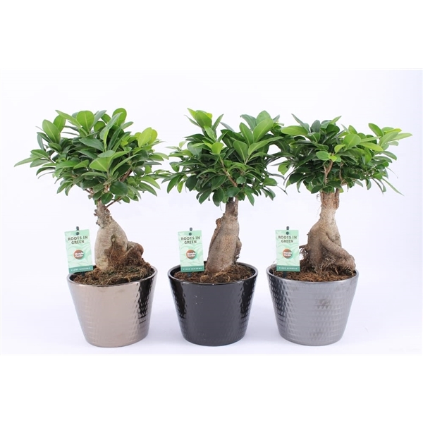 <h4>Ficus Ginseng in Wyberline keramiek pot</h4>