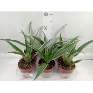 Dracaena fr de 'Warneckei'