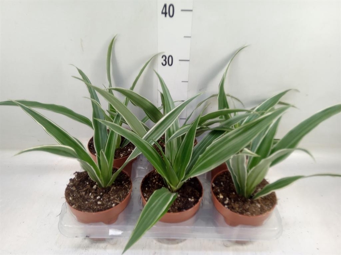 <h4>Dracaena fr de 'Warneckei'</h4>
