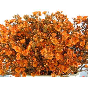 CHAME TAL ORANJE