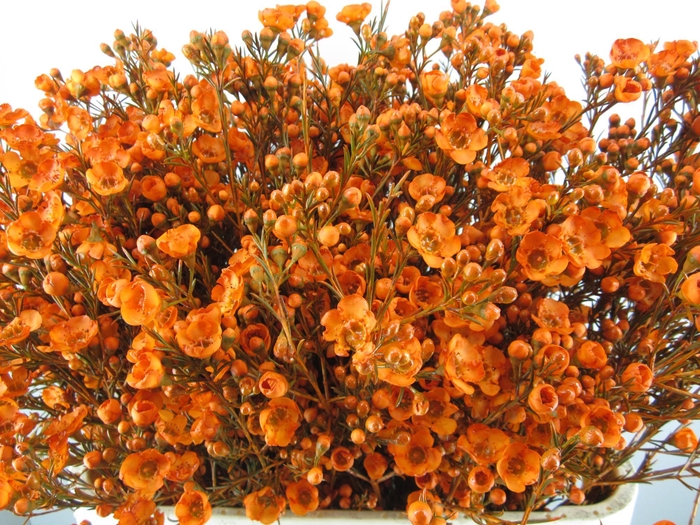 <h4>CHAME TAL ORANJE</h4>