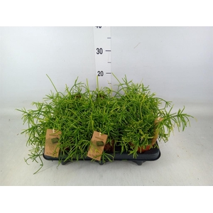 Rhipsalis baccifera 'Oasis'