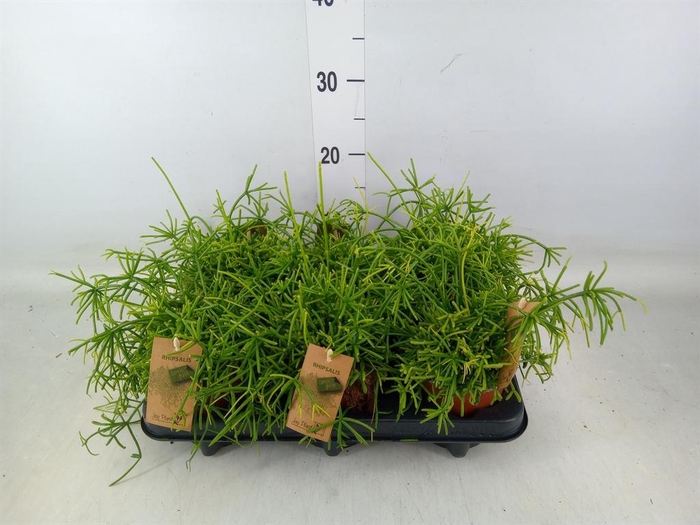 <h4>Rhipsalis baccifera 'Oasis'</h4>
