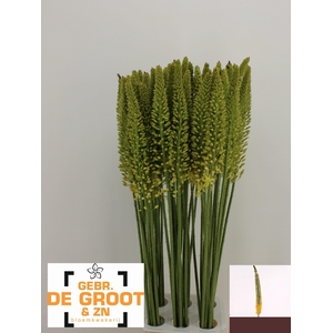 EREMURUS YELLOW REBE