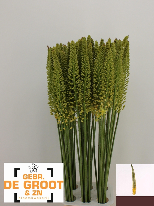<h4>EREMURUS YELLOW REBE</h4>