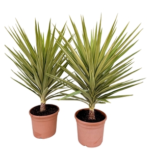 Yucca elephantipes 'Jewel'