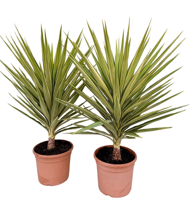 <h4>Yucca elephantipes 'Jewel'</h4>