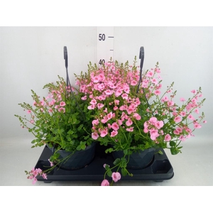 Diascia  'FlyColors'   ...mix
