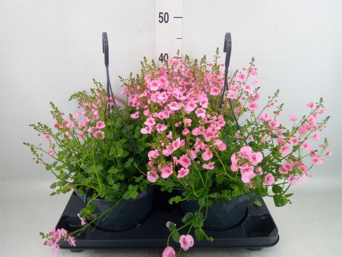 <h4>Diascia  'FlyColors'   ...mix</h4>