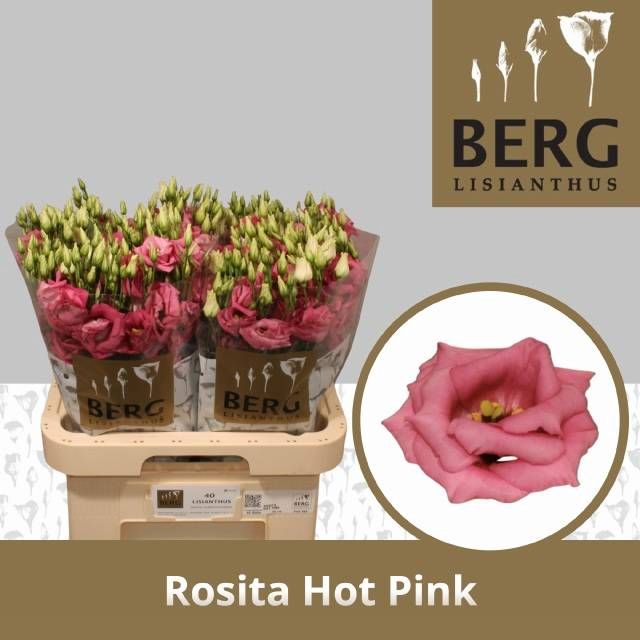 <h4>EUS G ROSI HOT PINK</h4>