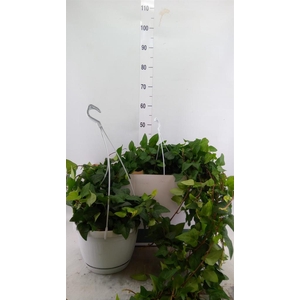 Hedera helix 'Mein Herz'