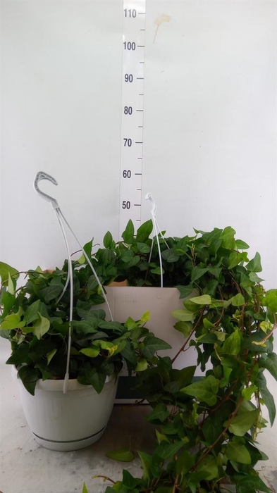<h4>Hedera helix 'Mein Herz'</h4>