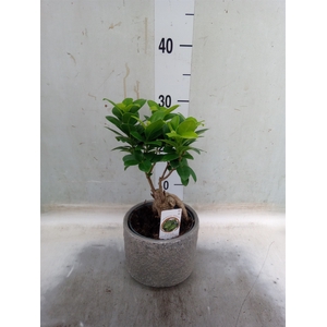 Ficus microcarpa 'Ginseng'