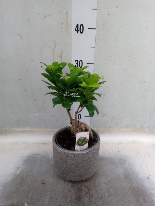 <h4>Ficus microcarpa 'Ginseng'</h4>