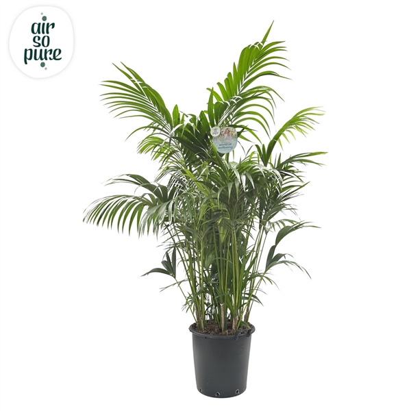 <h4>KENTIA - P44 H230 - 20PP - Air So Pure (Howea forsteriana)</h4>