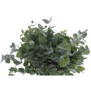 Cinerea Short Extra
