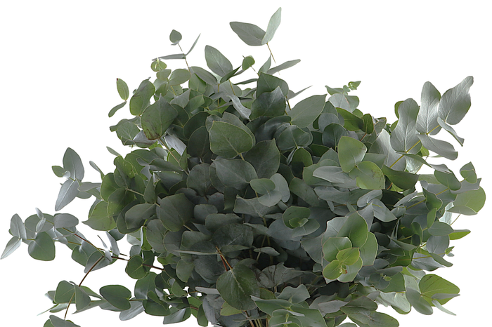 Cinerea Short Extra