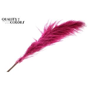 Pampas Grass ± 175cm p/pc in poly Cerise