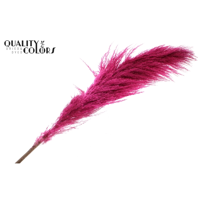 <h4>Pampas Grass ± 175cm p/pc in poly Cerise</h4>