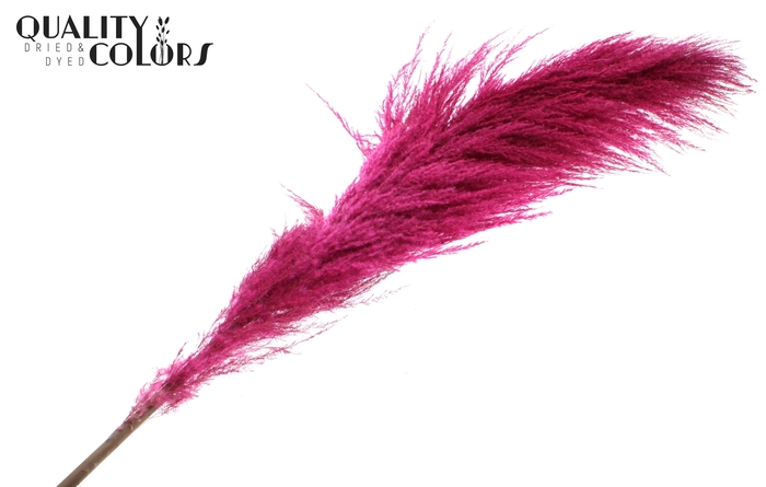 Pampas Grass ± 175cm p/pc in poly Cerise