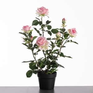 Af Rosa In Pot H64cm Pink