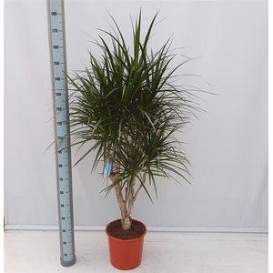 Dracaena Marginata 32Ø 180cm 1pp