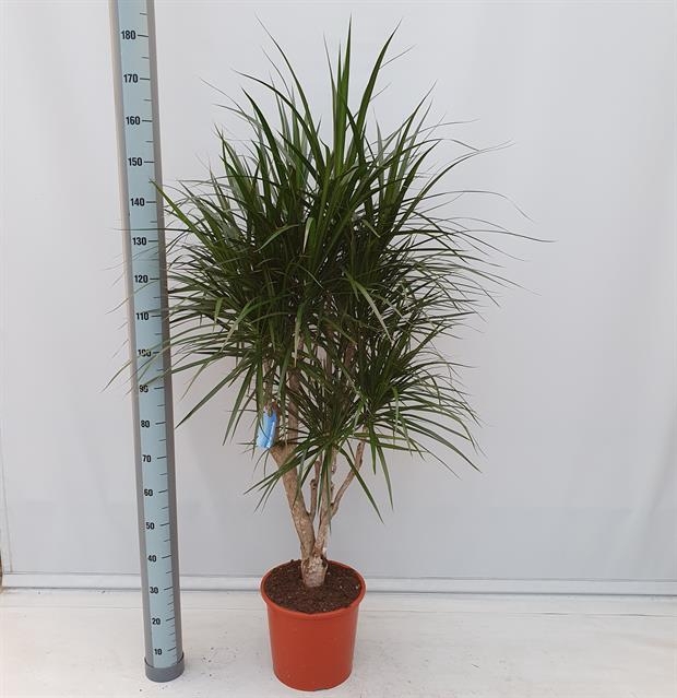 Dracaena Marginata 32Ø 180cm 1pp