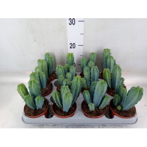 Cereus   ...