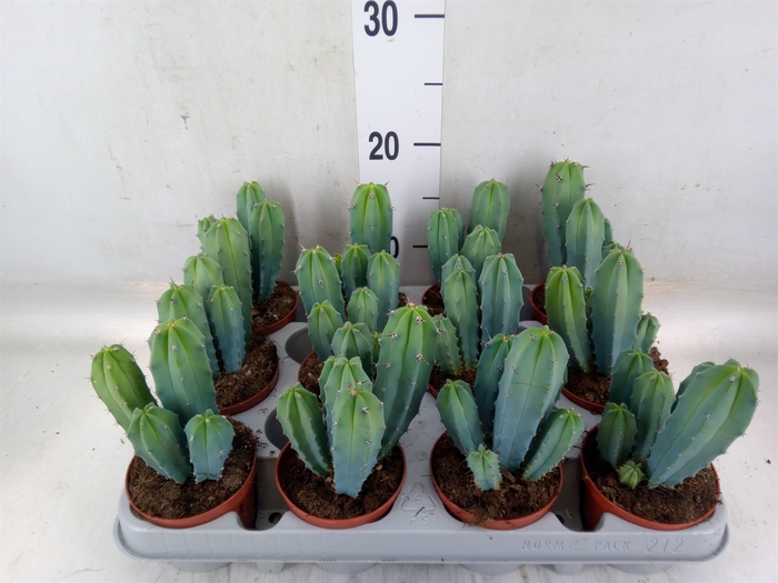 <h4>Cereus   ...</h4>