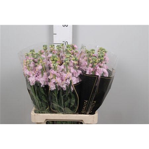 Matth Iron * Premium* Light Pink