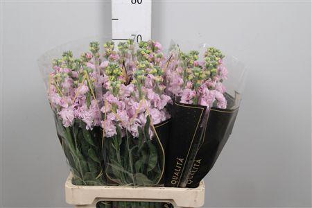 <h4>Matth Iron * Premium* Light Pink</h4>