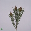 KAAPS GROEN