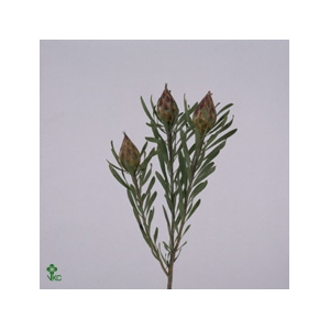 Kaaps Groen Plumosum Rubrum