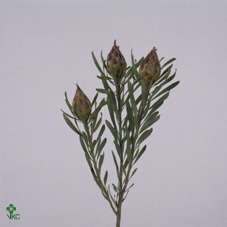 <h4>Kaaps Groen Plumosum Rubrum</h4>