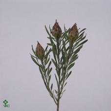 Leucadendron Rubrum Plumosum