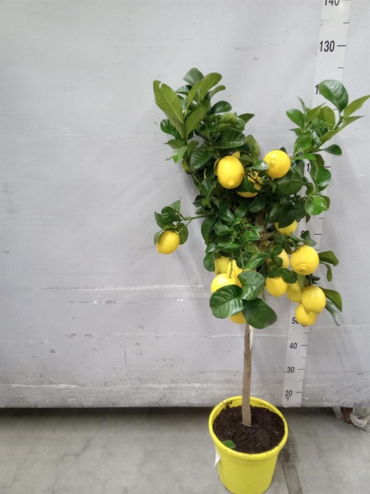 <h4>Citrus   ...</h4>