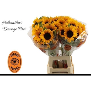 HELI ORANGE FIRE