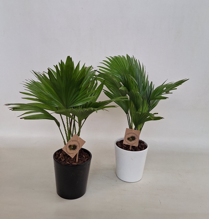 <h4>LIVISTONA ROTUNDIFOL</h4>