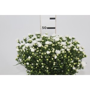 ASTER MARIANA 040 CM