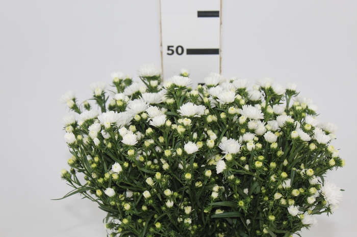 <h4>ASTER MARIANA 040 CM</h4>