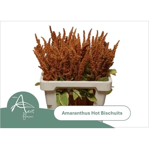 AMAR CR HOT BISCUITS
