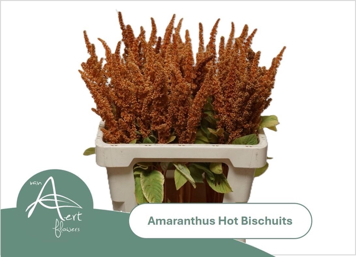 <h4>AMAR CR HOT BISCUITS</h4>
