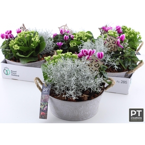 ARR TUINPLANTEN