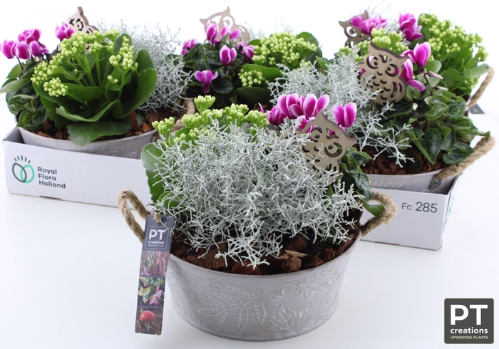 <h4>ARR TUINPLANTEN</h4>