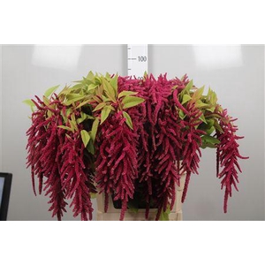 Amar Ca Red Cord