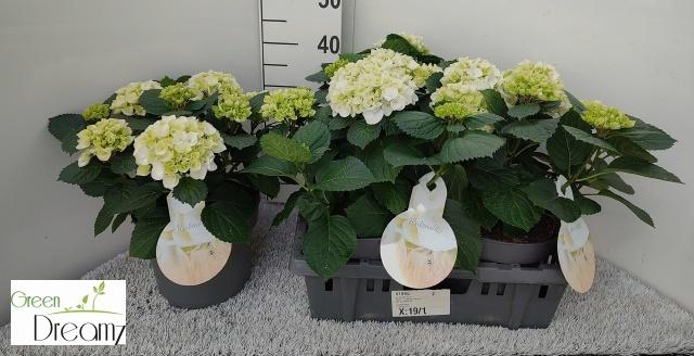 <h4>HYDR M HI WHITE SUN</h4>