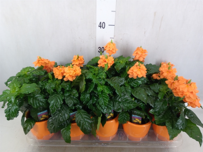 Crossandra infundib. 'Fortuna'